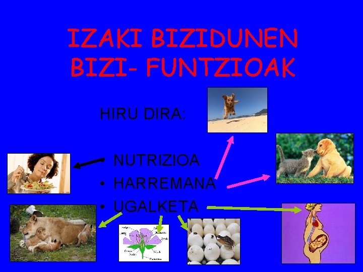 IZAKI BIZIDUNEN BIZI- FUNTZIOAK HIRU DIRA: • NUTRIZIOA • HARREMANA • UGALKETA 