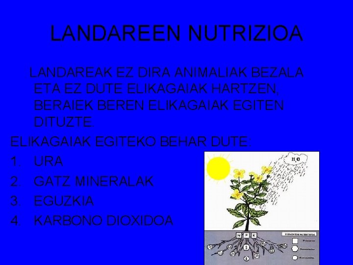 LANDAREEN NUTRIZIOA LANDAREAK EZ DIRA ANIMALIAK BEZALA ETA EZ DUTE ELIKAGAIAK HARTZEN, BERAIEK BEREN