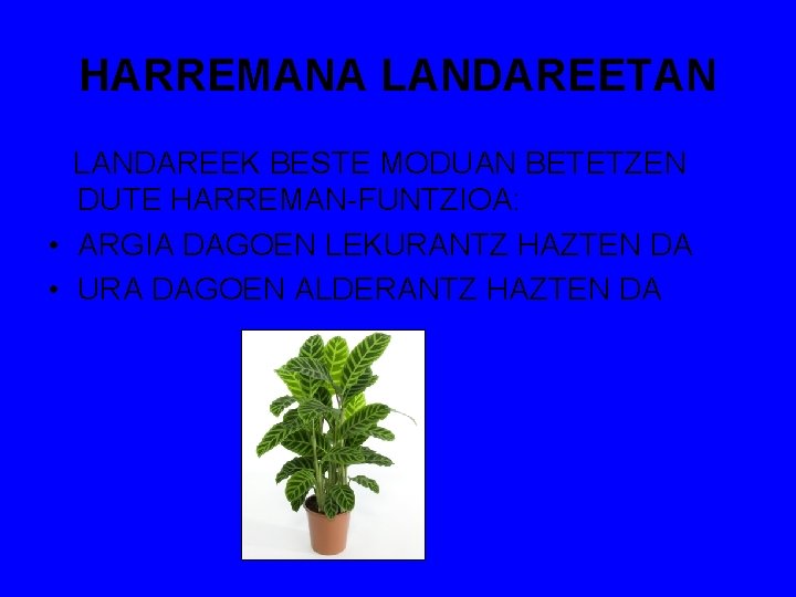 HARREMANA LANDAREETAN LANDAREEK BESTE MODUAN BETETZEN DUTE HARREMAN-FUNTZIOA: • ARGIA DAGOEN LEKURANTZ HAZTEN DA