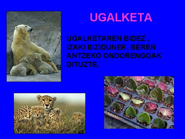 UGALKETAREN BIDEZ , IZAKI BIZIDUNEK, BEREN ANTZEKO ONDORENGOAK DITUZTE. 