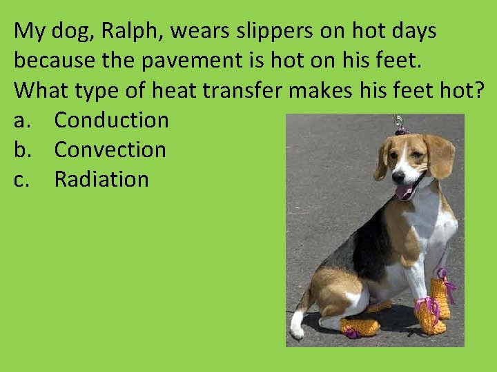 My dog, Ralph, wears slippers on hot days because the pavement is hot on