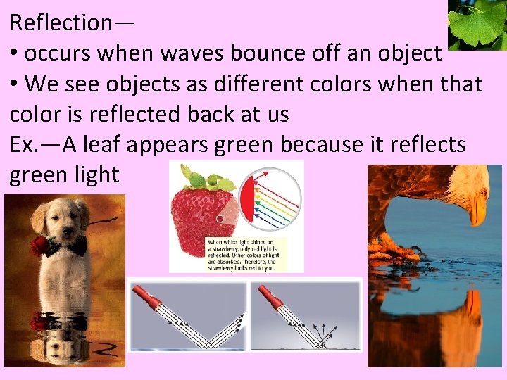 Reflection— • occurs when waves bounce off an object • We see objects as