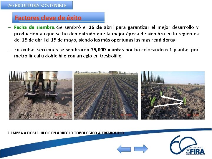 AGRICULTURA SOSTENIBLE Factores clave de éxito – Fecha de siembra. -Se sembró el 26