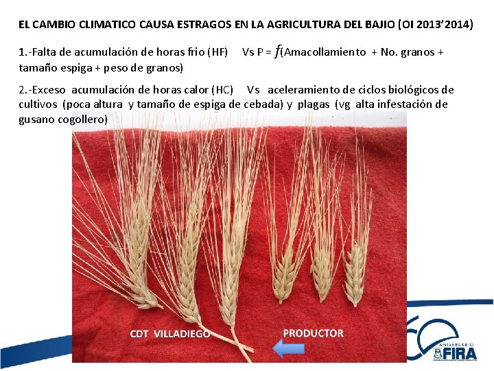 EL CAMBIO CLIMATICO CAUSA ESTRAGOS EN LA AGRICULTURA DEL BAJIO (OI 2013’ 2014) 1.
