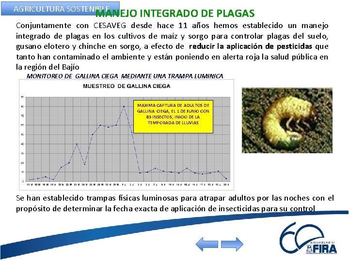 AGRICULTURA SOSTENIBLE MANEJO INTEGRADO DE PLAGAS Conjuntamente con CESAVEG desde hace 11 años hemos