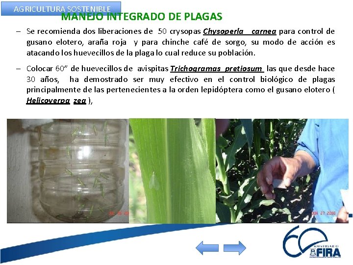 AGRICULTURA SOSTENIBLE MANEJO INTEGRADO DE PLAGAS – Se recomienda dos liberaciones de 50 crysopas