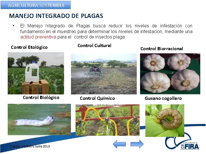 AGRICULTURA SOSTENIBLE MANEJO INTEGRADO DE PLAGAS • El Manejo Integrado de Plagas busca reducir