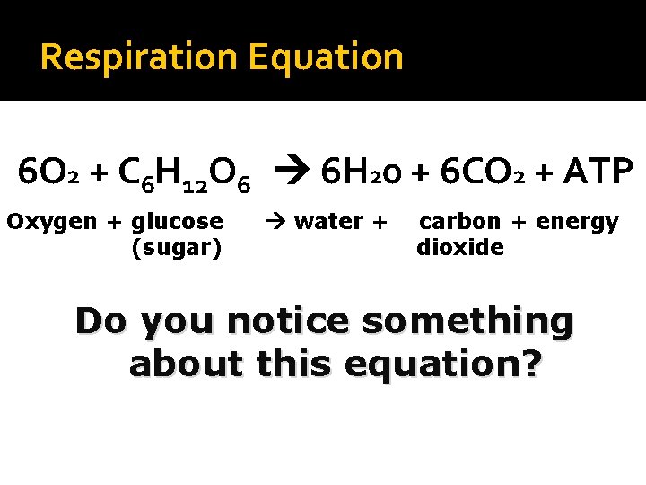 Respiration Equation 6 O 2 + C 6 H 12 O 6 6 H