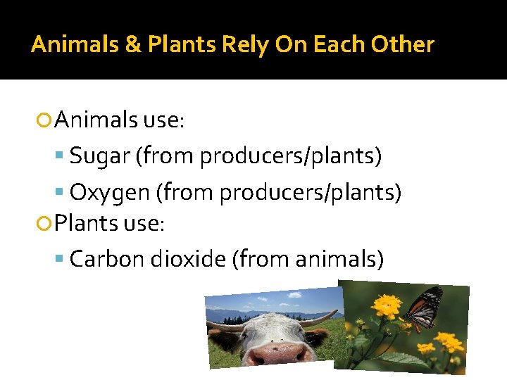 Animals & Plants Rely On Each Other Animals use: Sugar (from producers/plants) Oxygen (from