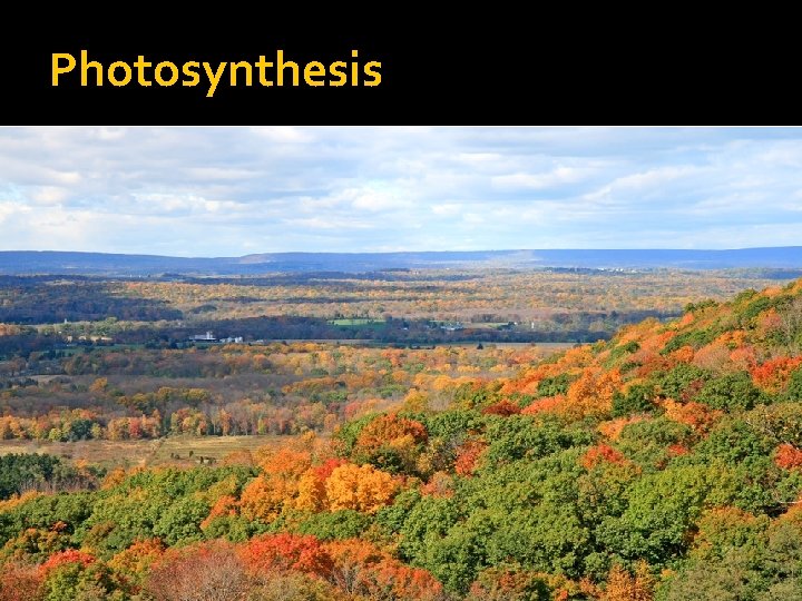 Photosynthesis 