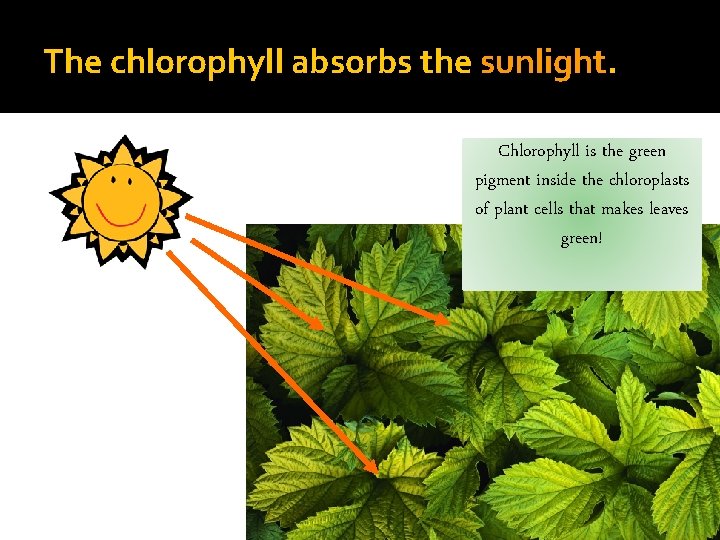 The chlorophyll absorbs the sunlight. Chlorophyll is the green pigment inside the chloroplasts of