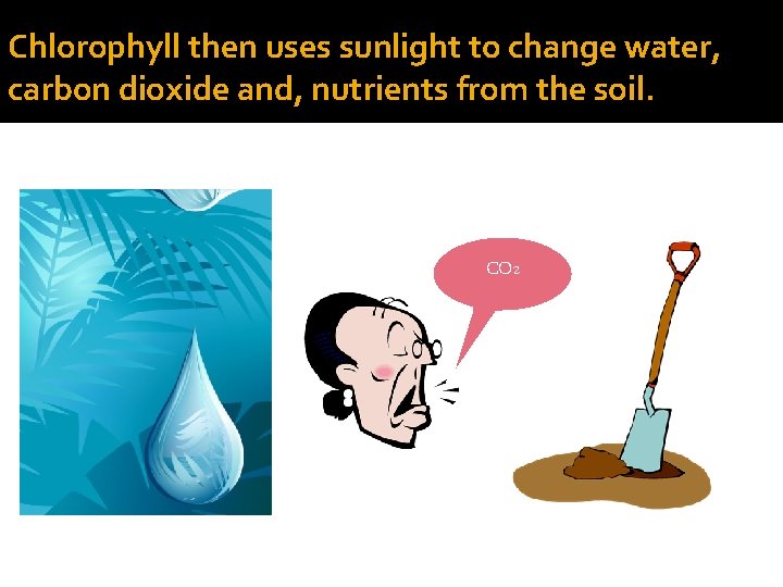 Chlorophyll then uses sunlight to change water, carbon dioxide and, nutrients from the soil.