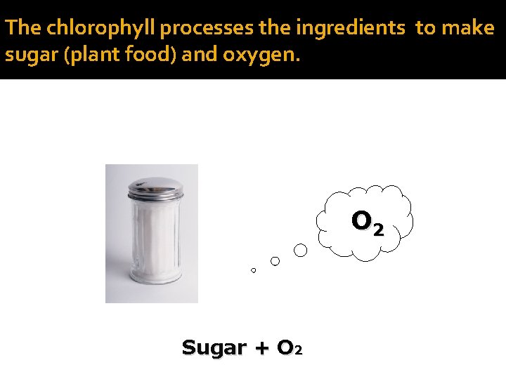 The chlorophyll processes the ingredients to make sugar (plant food) and oxygen. O 2