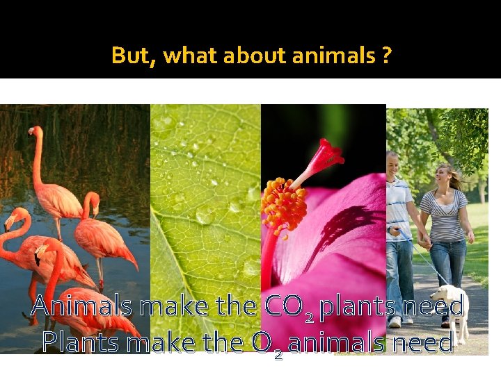 But, what about animals ? Animals make the CO 2 plants need Plants make
