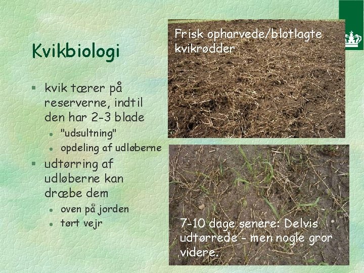 Kvikbiologi Frisk opharvede/blotlagte kvikrødder § kvik tærer på reserverne, indtil den har 2 -3