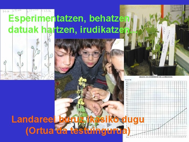 Esperimentatzen, behatzen datuak hartzen, irudikatzen. . . Landareei buruz ikasiko dugu (Ortua da testuingurua)