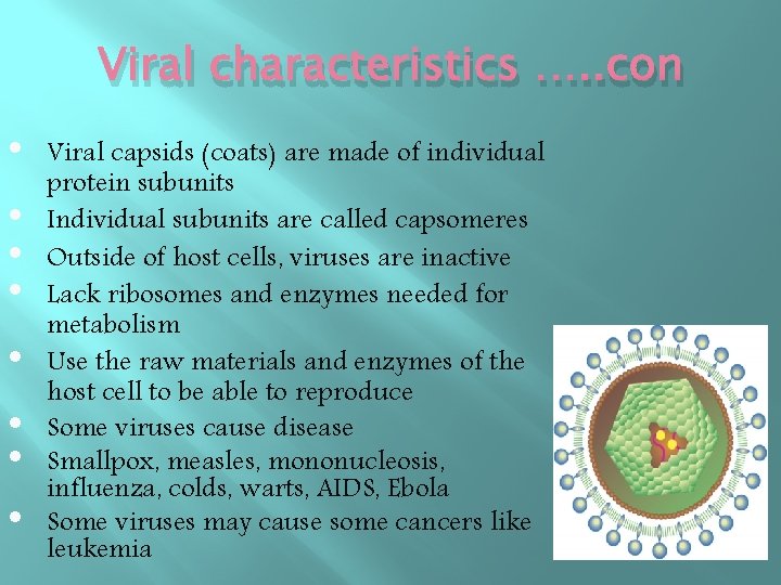 Viral characteristics …. . con • • Viral capsids (coats) are made of individual