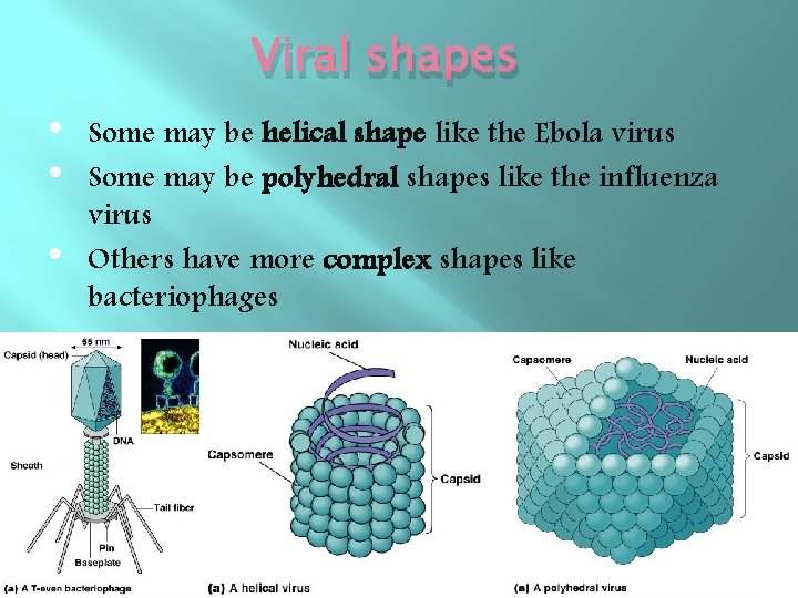 Viral shapes • • • Some may be helical shape like the Ebola virus