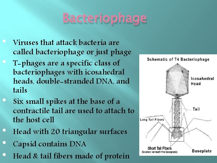 Bacteriophage • • • Viruses that attack bacteria are called bacteriophage or just phage