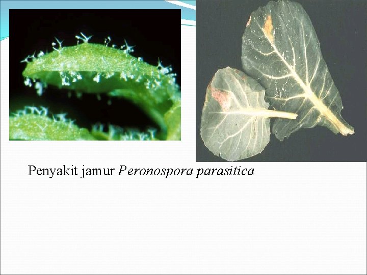Penyakit jamur Peronospora parasitica 