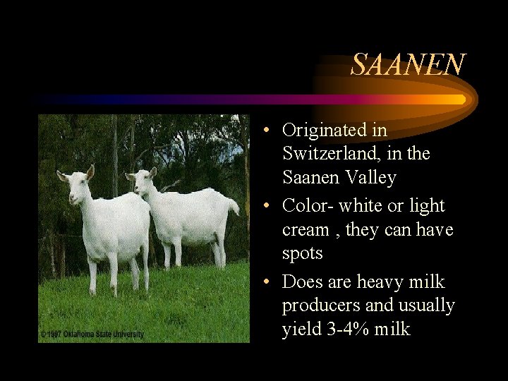 SAANEN • Originated in Switzerland, in the Saanen Valley • Color- white or light