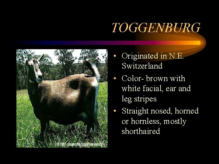TOGGENBURG • Originated in N. E. Switzerland • Color- brown with white facial, ear