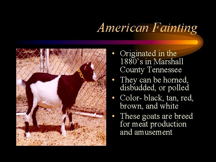 American Fainting • Originated in the 1880’s in Marshall County Tennessee • They can