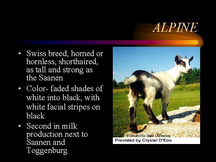 ALPINE • Swiss breed, horned or hornless, shorthaired, as tall and strong as the