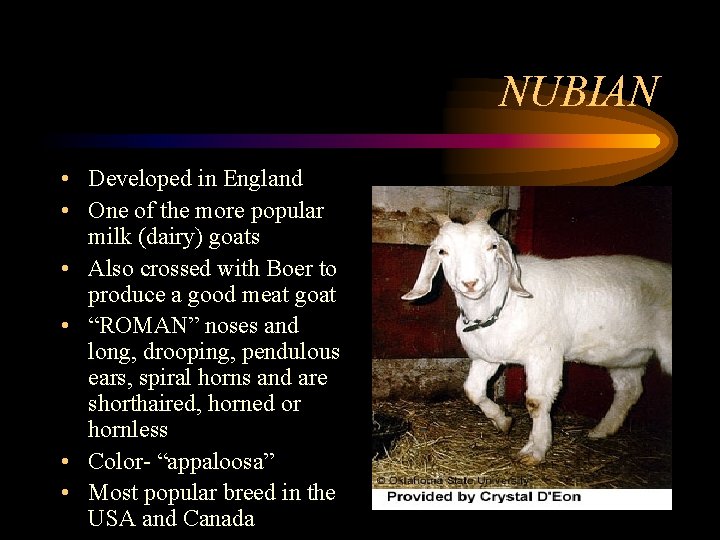 NUBIAN • Developed in England • One of the more popular milk (dairy) goats