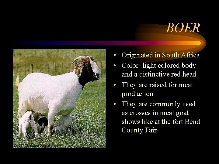 BOER • Originated in South Africa • Color- light colored body and a distinctive