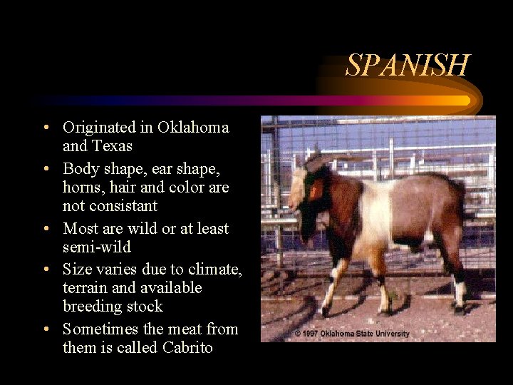 SPANISH • Originated in Oklahoma and Texas • Body shape, ear shape, horns, hair
