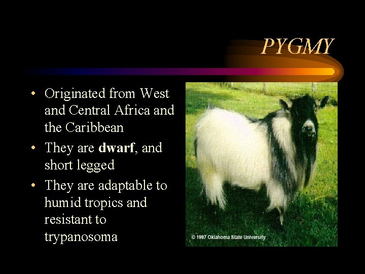 PYGMY • Originated from West and Central Africa and the Caribbean • They are