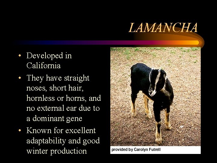 LAMANCHA • Developed in California • They have straight noses, short hair, hornless or