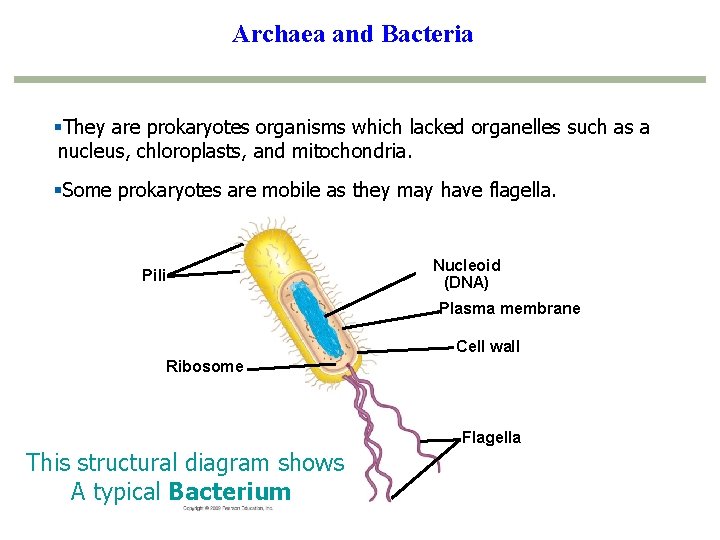 Archaea and Bacteria §They are prokaryotes organisms which lacked organelles such as a nucleus,