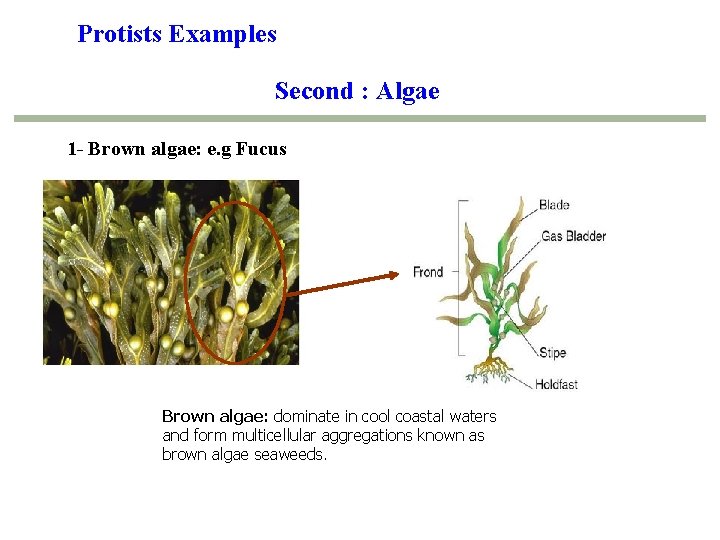 Protists Examples Second : Algae 1 - Brown algae: e. g Fucus Brown algae: