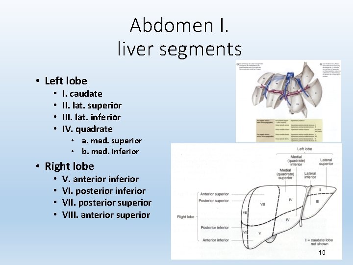 Abdomen I. liver segments • Left lobe • • I. caudate II. lat. superior