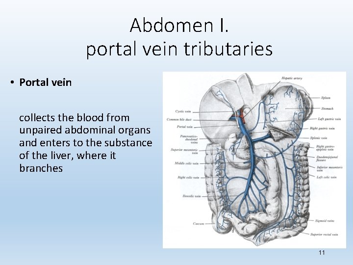 Abdomen I. portal vein tributaries • Portal vein collects the blood from unpaired abdominal