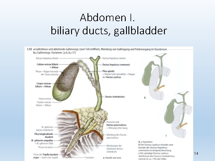 Abdomen I. biliary ducts, gallbladder 14 