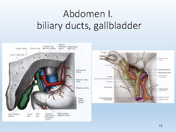 Abdomen I. biliary ducts, gallbladder 15 