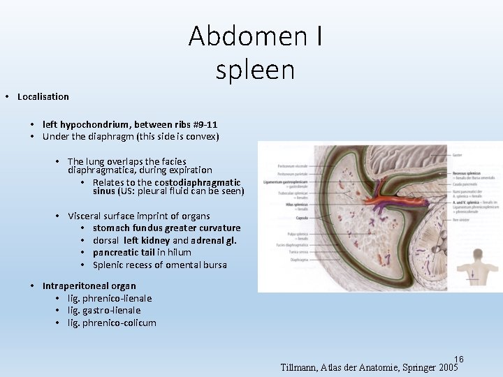 Abdomen I spleen • Localisation • left hypochondrium, between ribs #9 -11 • Under