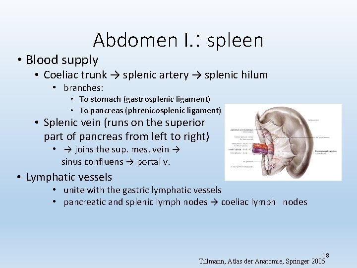 Abdomen I. : spleen • Blood supply • Coeliac trunk → splenic artery →