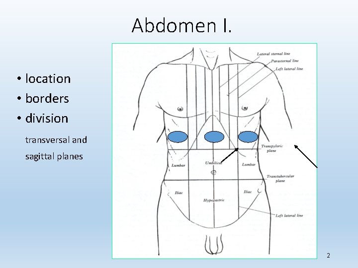 Abdomen I. • location • borders • division transversal and sagittal planes 2 