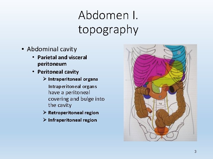 Abdomen I. topography • Abdominal cavity • Parietal and visceral peritoneum • Peritoneal cavity