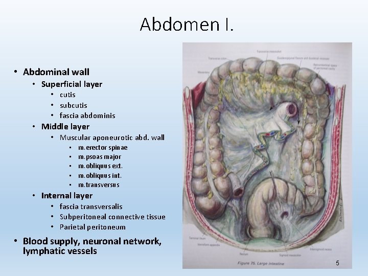 Abdomen I. • Abdominal wall • Superficial layer • cutis • subcutis • fascia