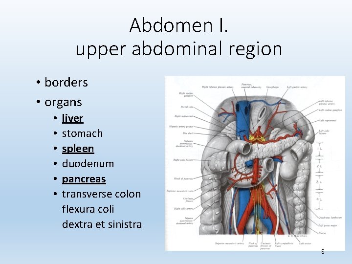 Abdomen I. upper abdominal region • borders • organs • • • liver stomach