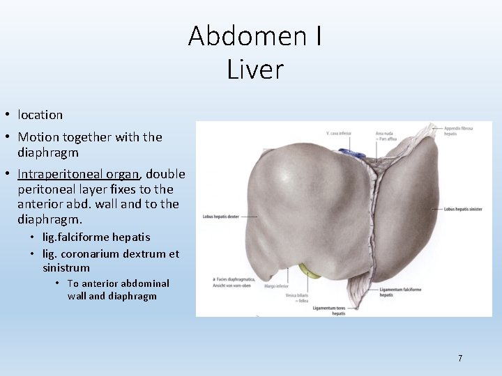 Abdomen I Liver • location • Motion together with the diaphragm • Intraperitoneal organ,