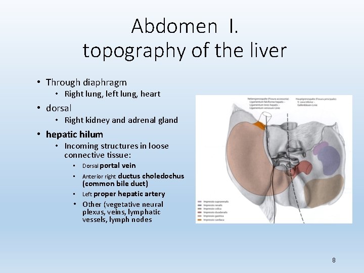 Abdomen I. topography of the liver • Through diaphragm • Right lung, left lung,