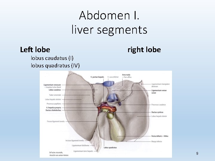 Abdomen I. liver segments Left lobe lobus caudatus (I) lobus quadratus (IV) right lobe