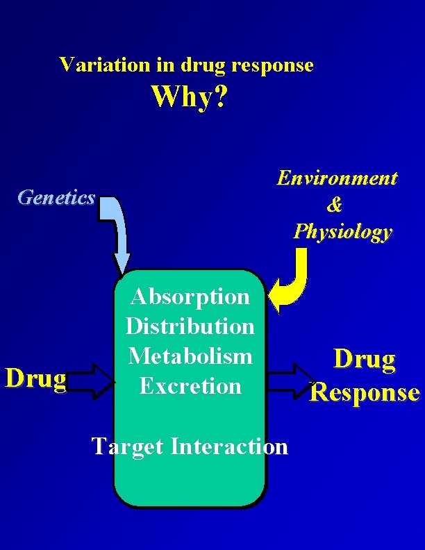 Variation in drug response Why? Environment & Physiology Genetics Drug Absorption Distribution Metabolism Excretion