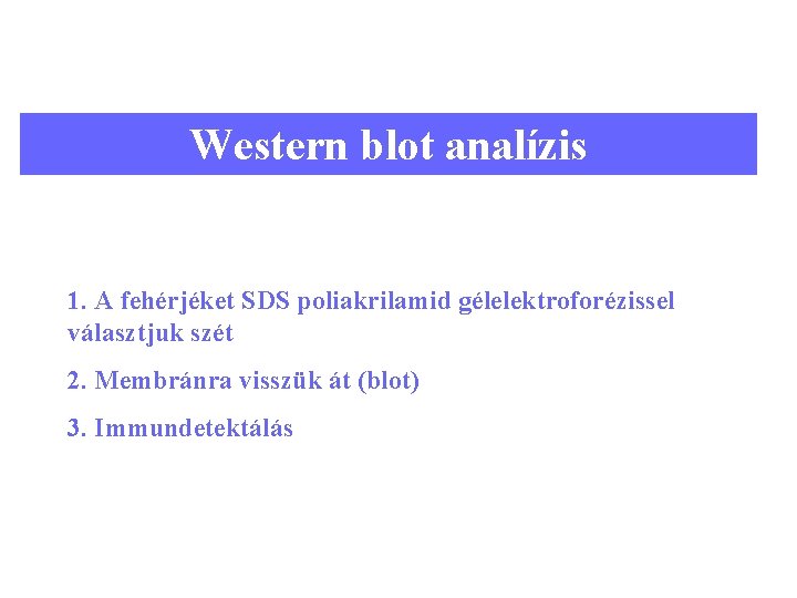 Western blot analízis 1. A fehérjéket SDS poliakrilamid gélelektroforézissel választjuk szét 2. Membránra visszük